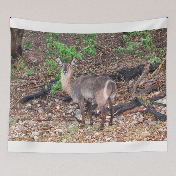 Item preview, Waterbuck, Chobe, Botswana, Africa designed and sold by FranWest.