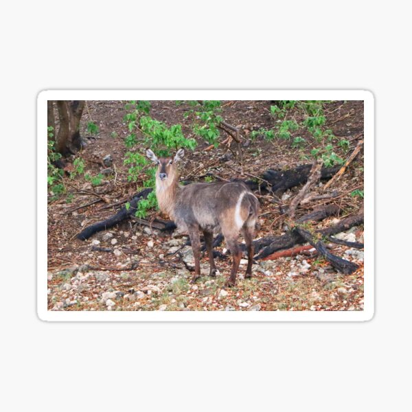 Vista previa del artículo con la obra «Waterbuck, Chobe, Botswana, África», diseñado y vendido por FranWest.