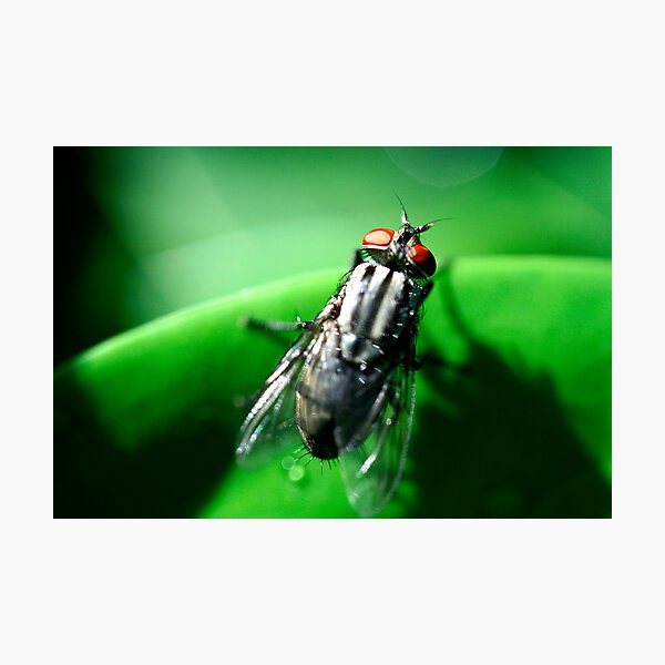Item preview, sarcophagid fly designed and sold by lensbaby.