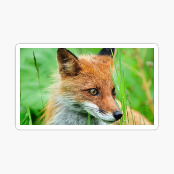 Item preview, Fox in Grass - Gift for Fox, Animal and Nature Fans designed and sold by TurtleWitch82.