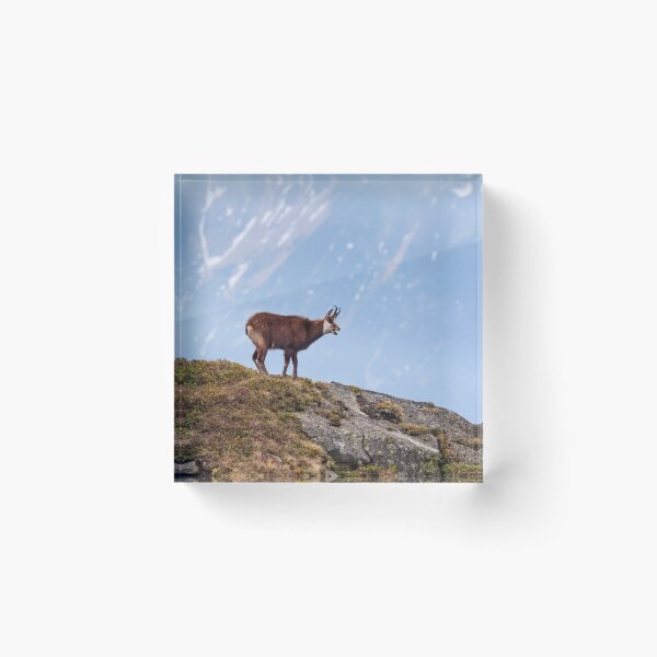 Item preview, Mountain Chamois in High Tatras National Park designed and sold by Lukasz Szczepanski.