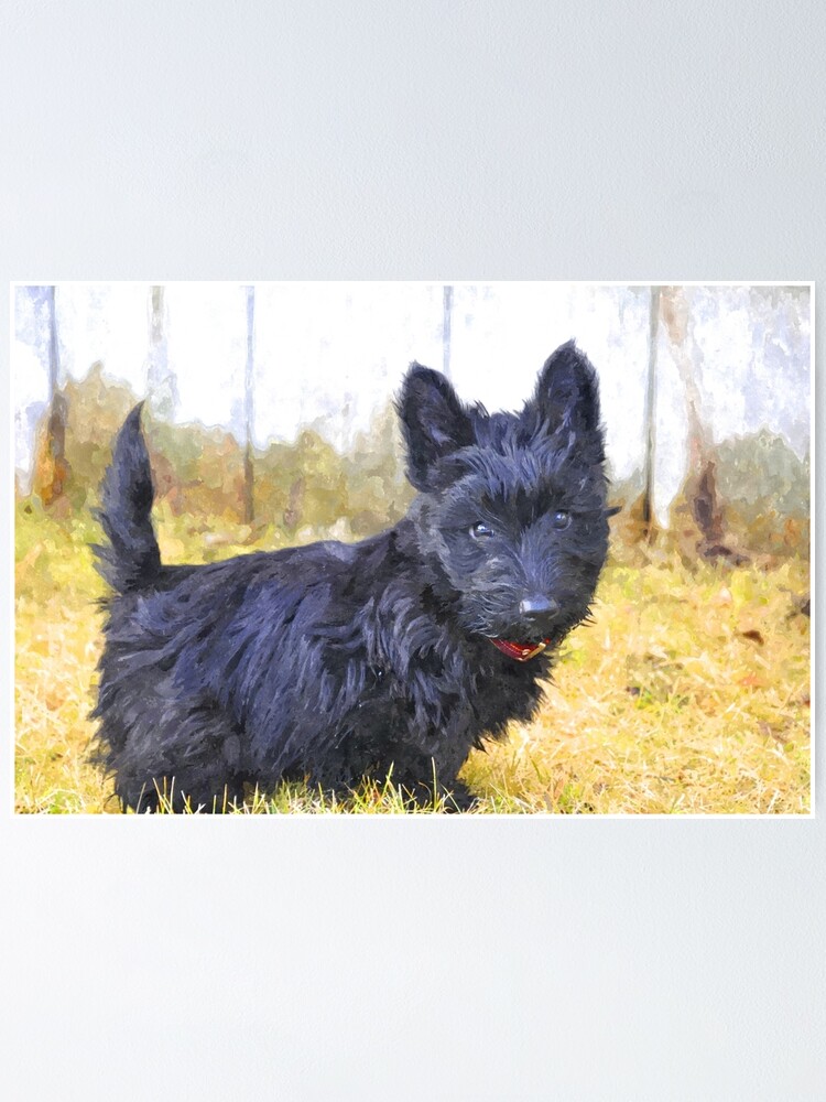 black highland terrier puppies