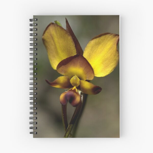 Artikelvorschau, Esel-Orchidee entworfen und verkauft von Ben Loveday.