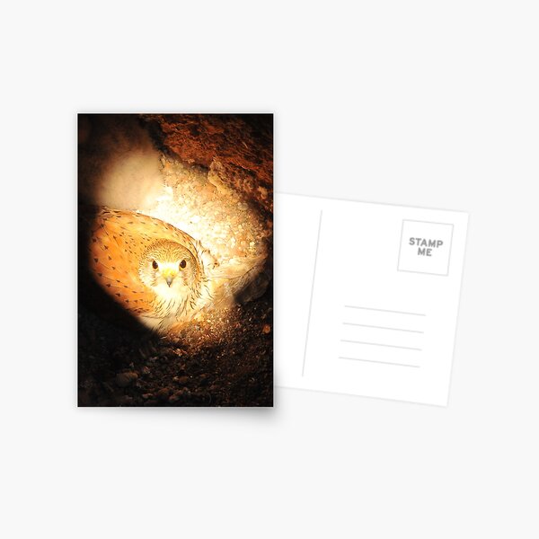 Australian Kestrel Nesting Postcard