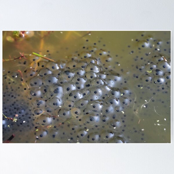Item preview, Frog Spawn on pond designed and sold by StefanFierros.