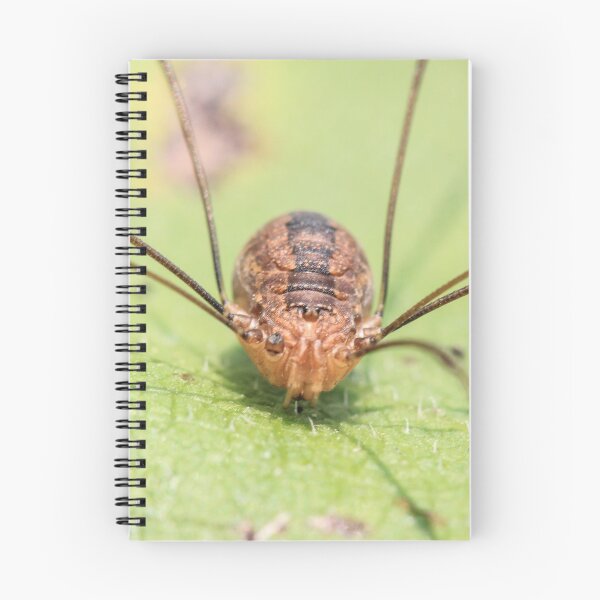 Item preview, Daddy Long Leg Spider designed and sold by Gary Horner.