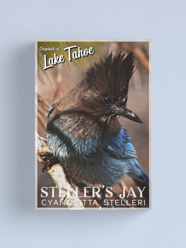 Alternate view of Snapshots of Tahoe: Steller's Jay Canvas Print