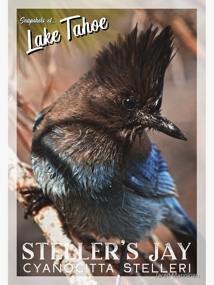 Snapshots of Tahoe: Steller's Jay by JaredManninen