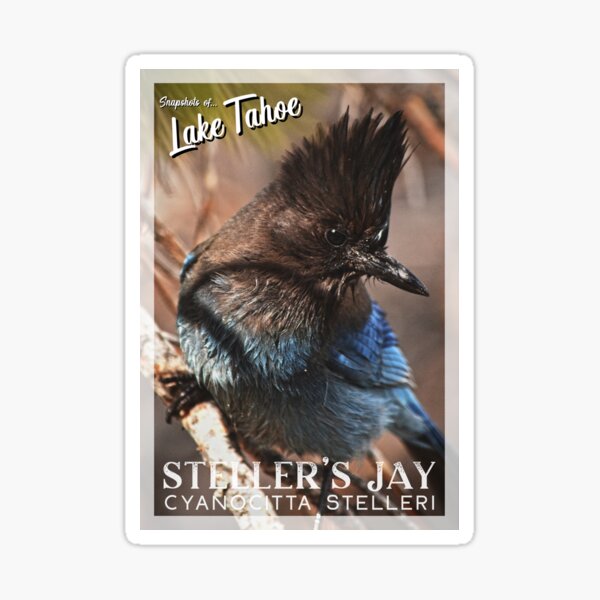 Snapshots of Tahoe: Steller's Jay Sticker