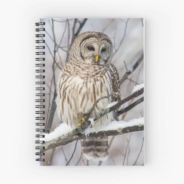Item preview, Barred Owl on  Snowy Branch designed and sold by Michel (Mike) Soucy.