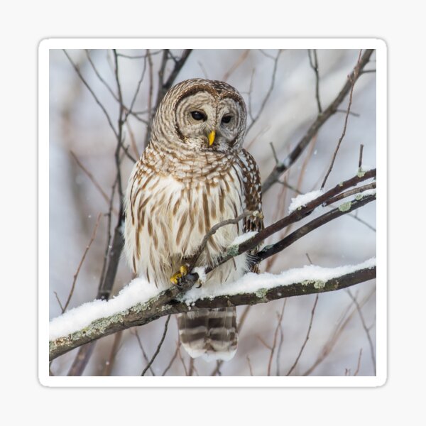 Item preview, Barred Owl on  Snowy Branch designed and sold by Michel (Mike) Soucy.
