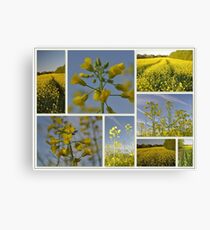 Canola Fields Canvas Print