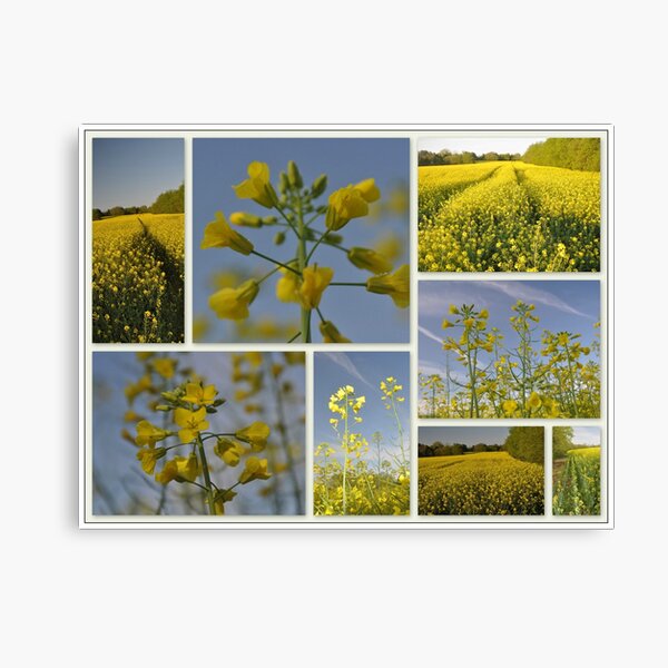Item preview, Canola Fields designed and sold by lynell.
