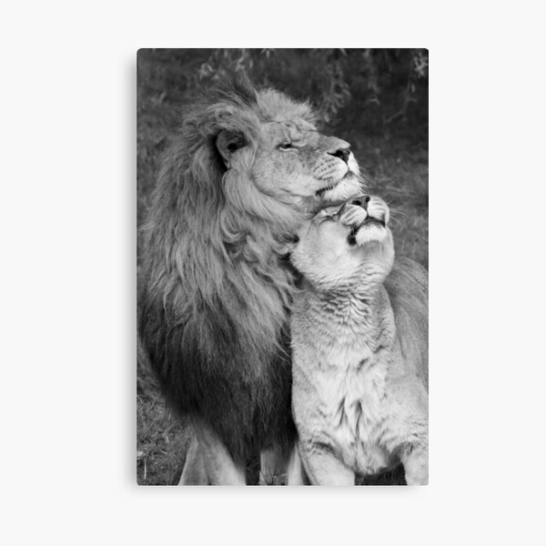 Item preview, Lion and lioness designed and sold by Sam Mitchell.