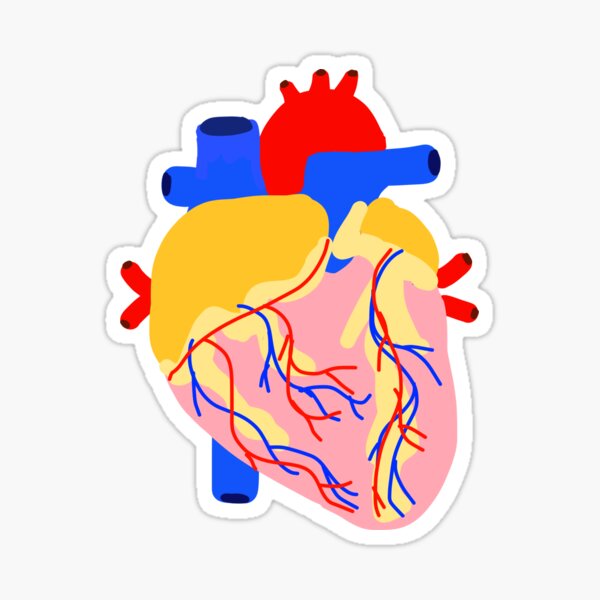 Anatomical Heart Sticker For Sale By Danafink Redbubble 4350