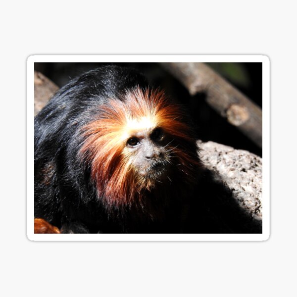 Golden Lion Tamarin Stickers for Sale | Redbubble Golden Lion Tamarin Stickers for Sale | Redbubble