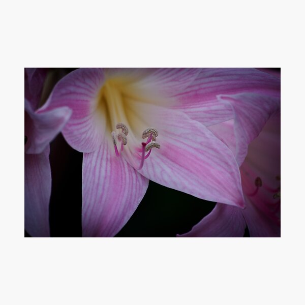 Item preview, Joyce's pink Fairy Lily flowers 20110224 0217 designed and sold by Fred Mitchell.