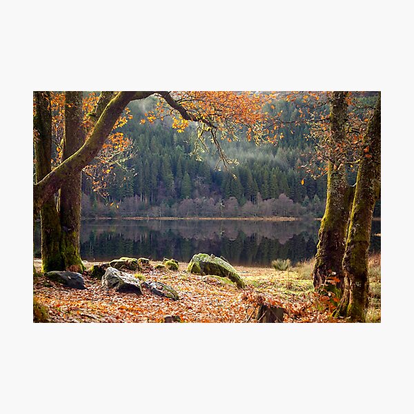 Through Golden Boughs Photographic Print