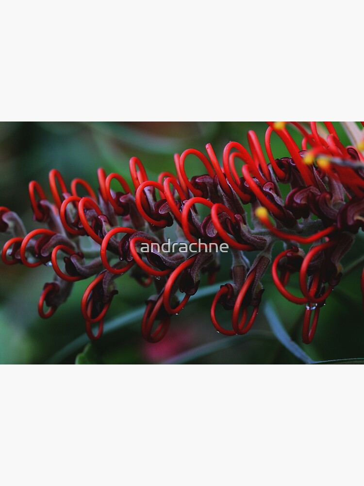 Grevillea blood orange by andrachne