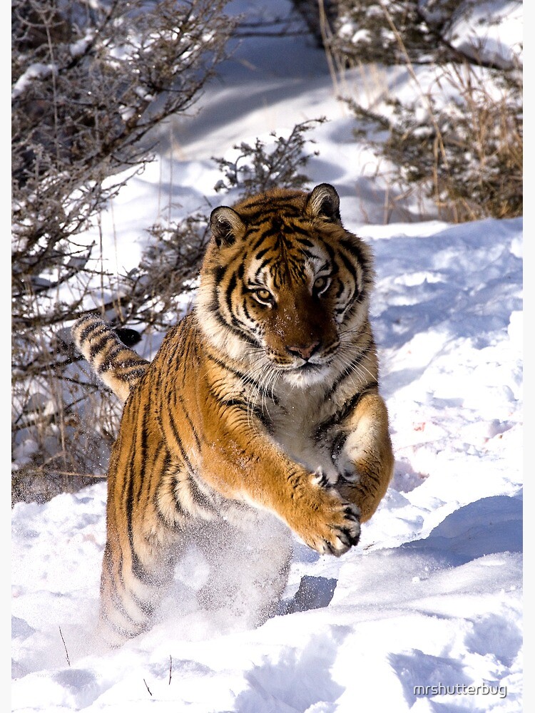 Pouncing Tiger Poster Print