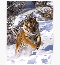 Leaping Tiger Poster