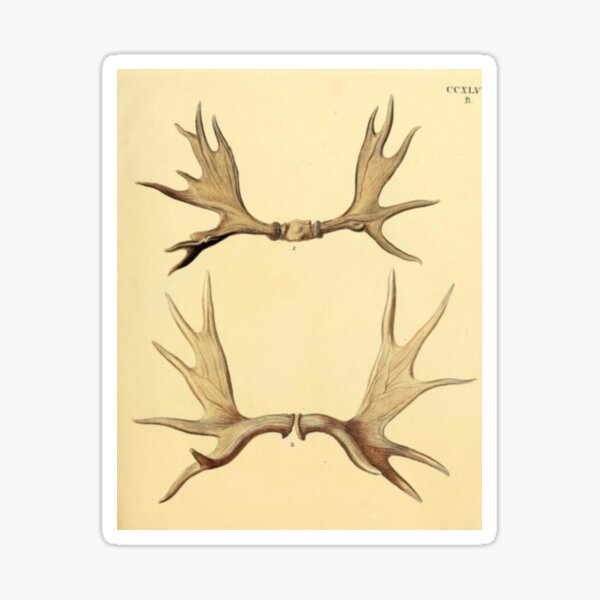 Item preview, Vintage Antlers designed and sold by BlueSpecsStudio.