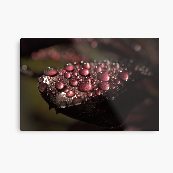 Nature's Bling II ~ Metal Print