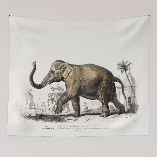 Item preview, Asiatic elephant (Elephas maximus) indicus designed and sold by OBJETDART.