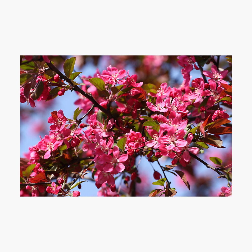 【おまとめ】FlowerBreeze 3& Adorable Tree 1 Beautiful full-bloom cherry blossom tree with lush white