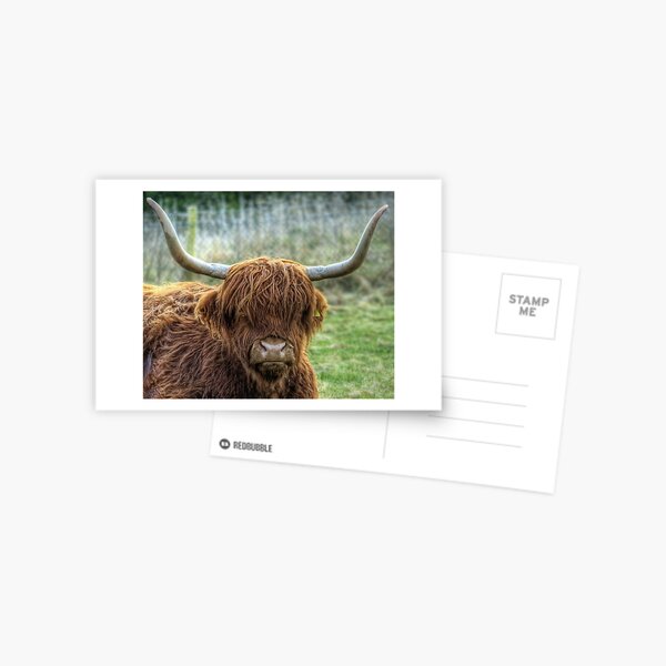 A Highland Coo! Postcard