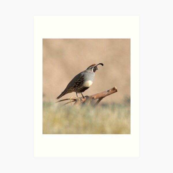 Quail rising Art Print