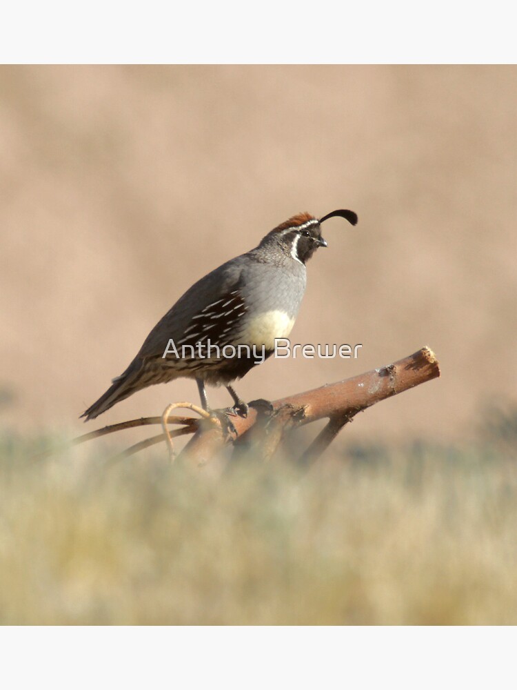 Quail rising by dailyanimals