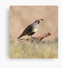 Quail rising Canvas Print