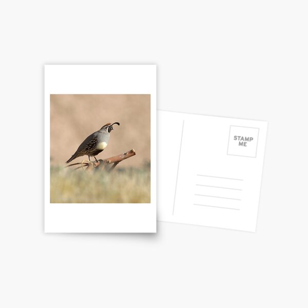 Quail rising Postcard