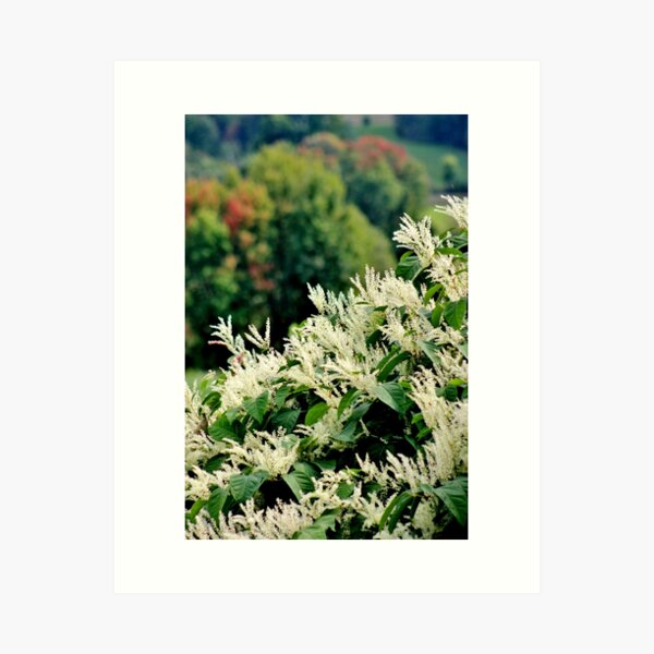 Japanese Knotweed II Art Print