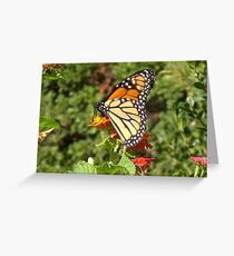 Monarch Butterfly I Greeting Card