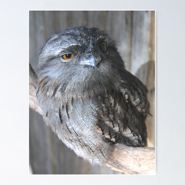 Item preview, Tawny Frogmouth designed and sold by Asoka.