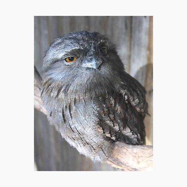 Item preview, Tawny Frogmouth designed and sold by Asoka.