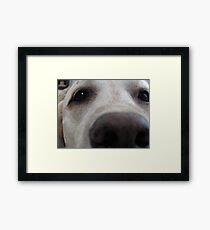 Nosy Dogs Framed Print