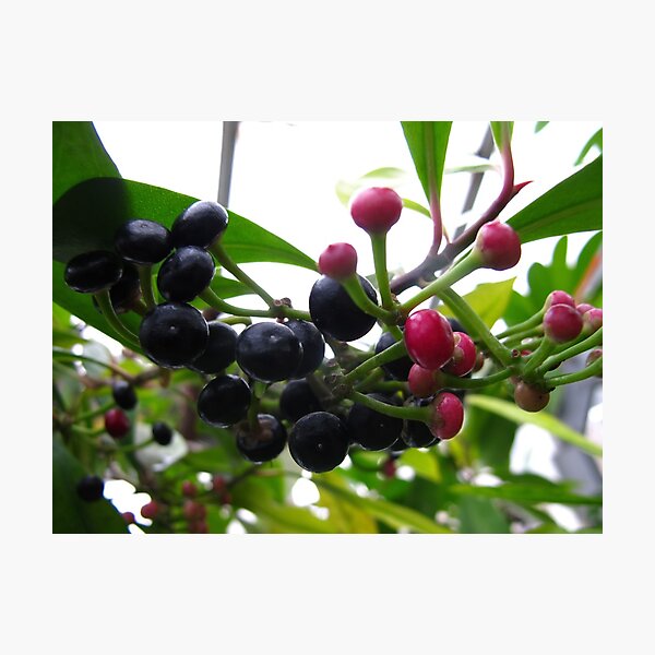 Item preview, Winter berries designed and sold by MarianBendeth.