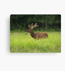 Bull Elk in Velvet Canvas Print