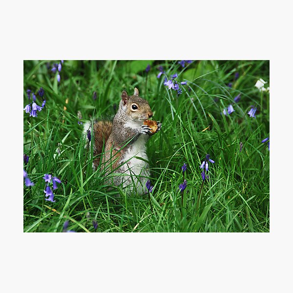 Springtime squirrel Photographic Print