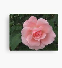 A Perfect Pink Rose. Canvas Print