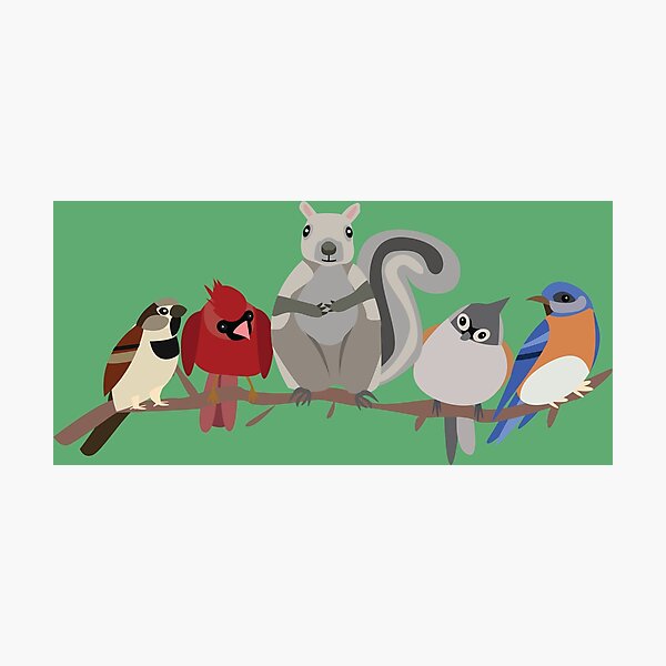 native virginia backyard birds and squirrel Photographic Print