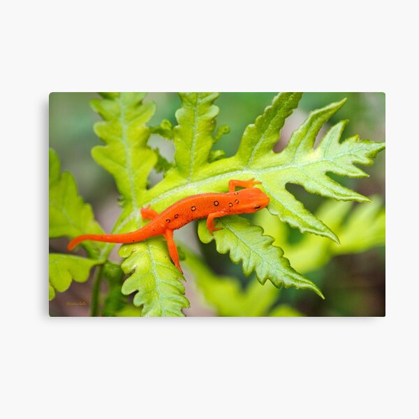 Red Eft Eastern Newt Canvas Print