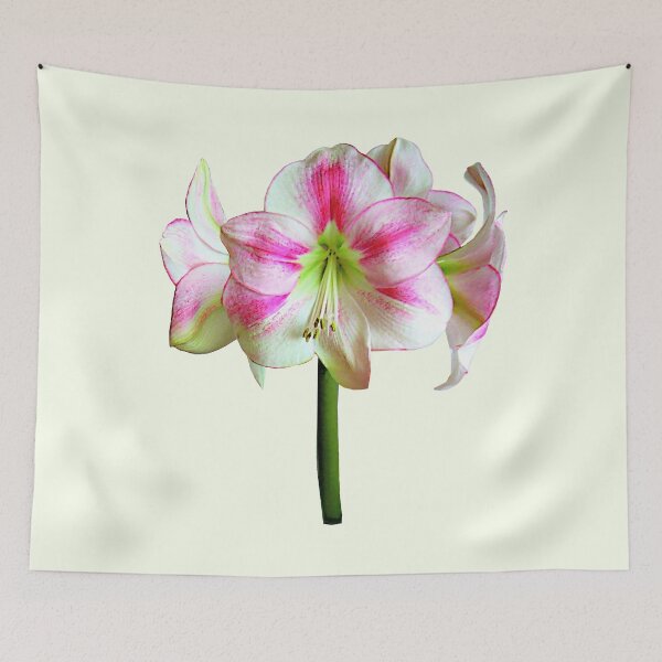 Item preview, Pink and White Amaryllis designed and sold by Susan Savad.