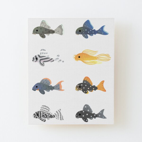 Pleco! Wood Mounted Print