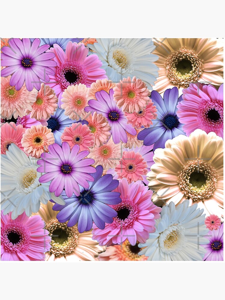 Lámina rígida «Collage de flores de margarita de gerbera» de SandersApparel  | Redbubble