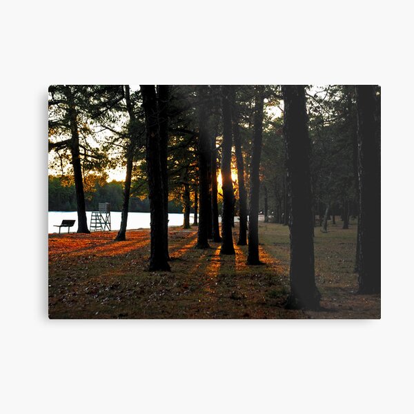 Sunset Perspective in the Pines Metal Print
