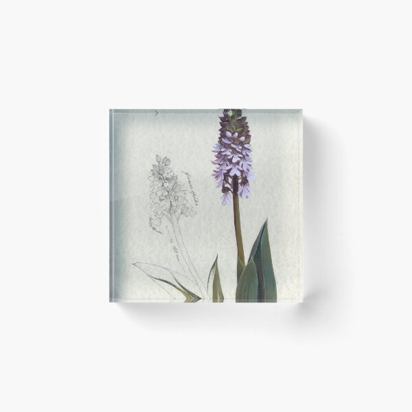 Item preview, Orchis Purpurea - lady orchid designed and sold by Cinzia Marotta.